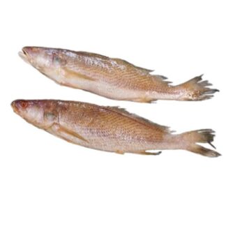 Courbine Sénégal 500/800g