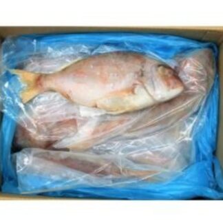 Dorade 500/800 Argentine