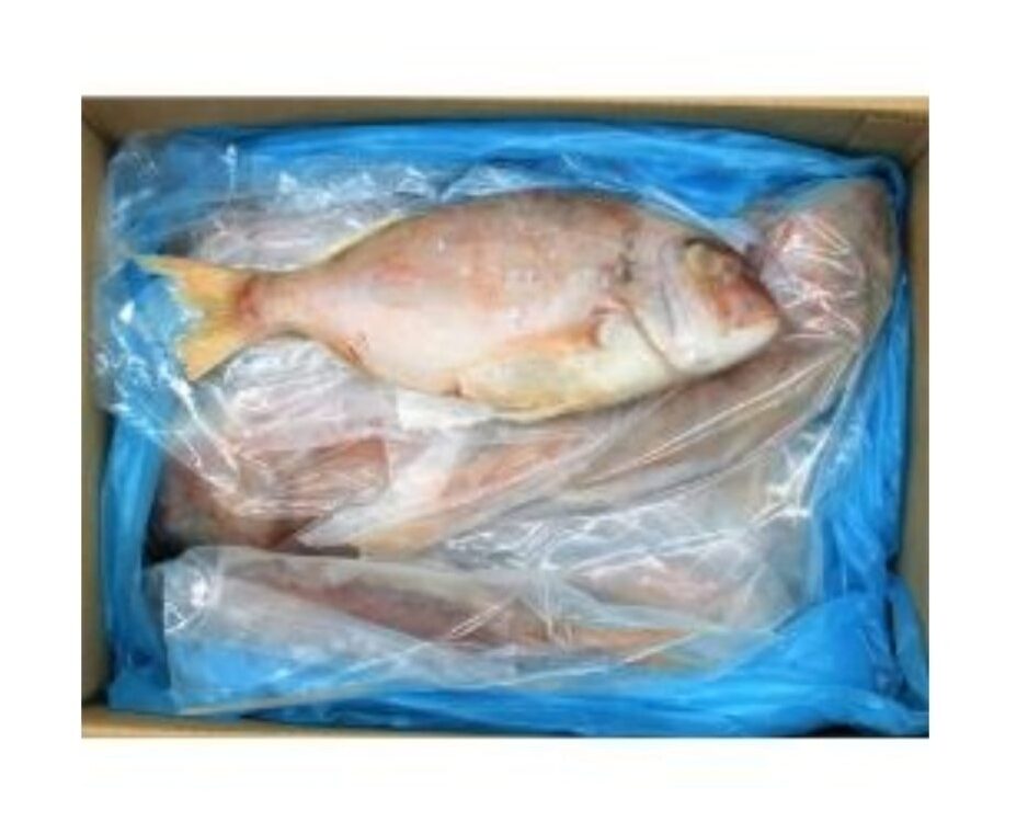 Dorade 500/800 Argentine