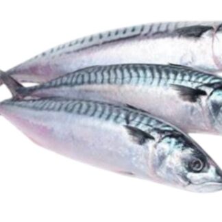 Maquereaux sachet 1.25kg