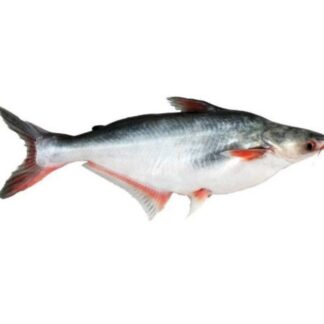 Panga entier 500/800g