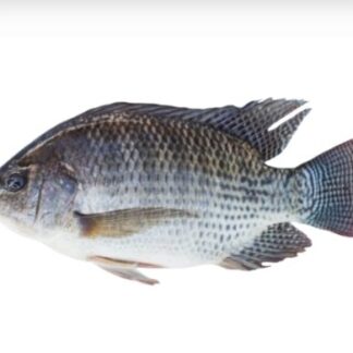 Tilapia 600/800 moyen (Carton)
