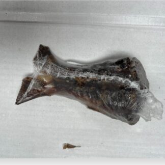 Darne de poisson chat fumé 1 Kg